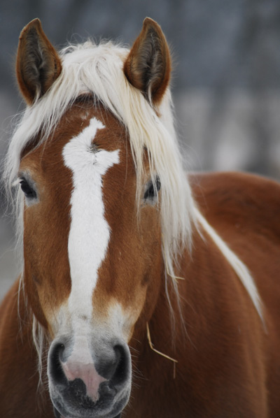 Equine Wellness Programs in Maryland - Monocacy Equine